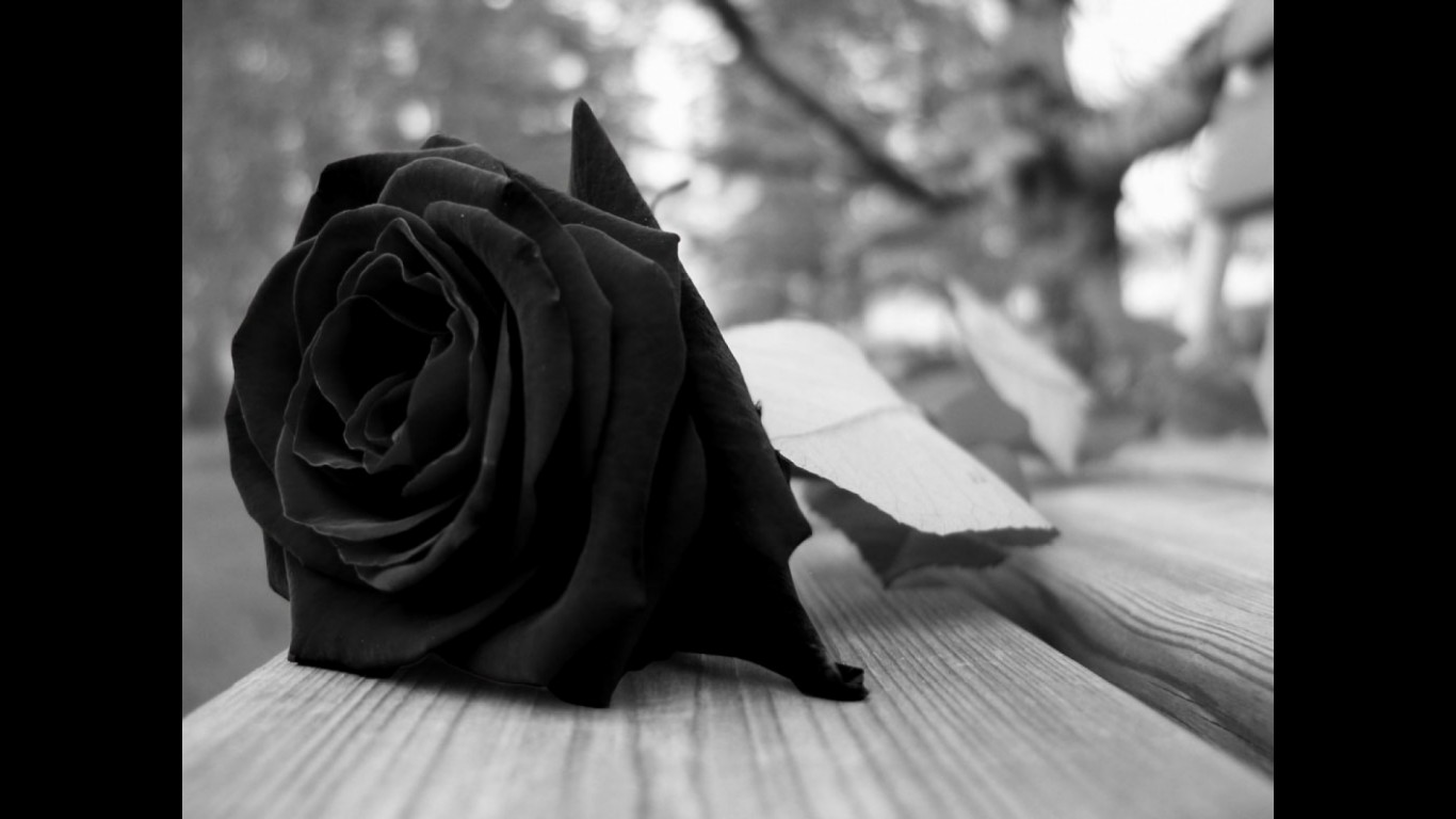 la rosa del luto 1366x7681